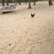 Vieques Rooster